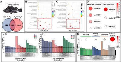 Brain Transcriptomic Dataset During Parturition in Ovoviviparous Sebastes schlegelii